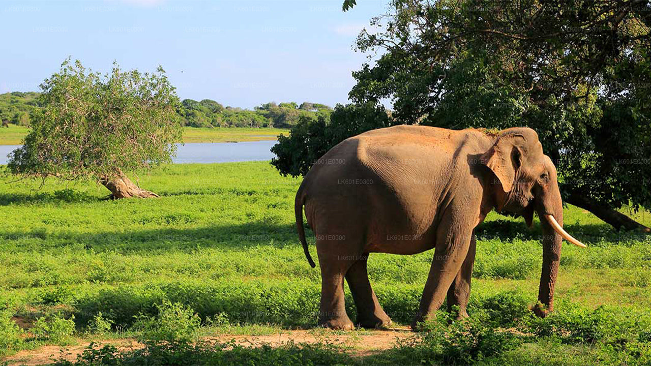 Bundala National Park Safari from Koggala