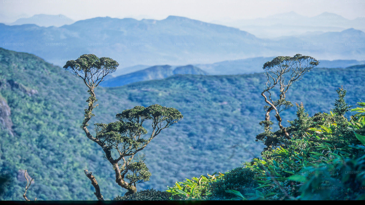 Haputale Highlands from Nuwara Eliya