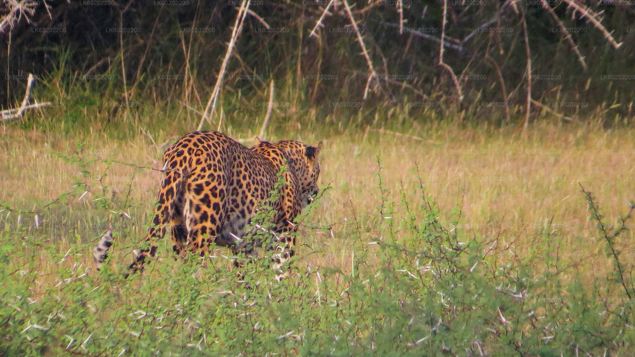 Wilpattu National Park Safari from Sigiriya