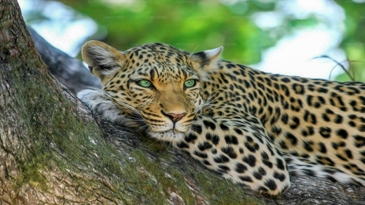 Wasgamuwa National Park Safari from Sigiriya