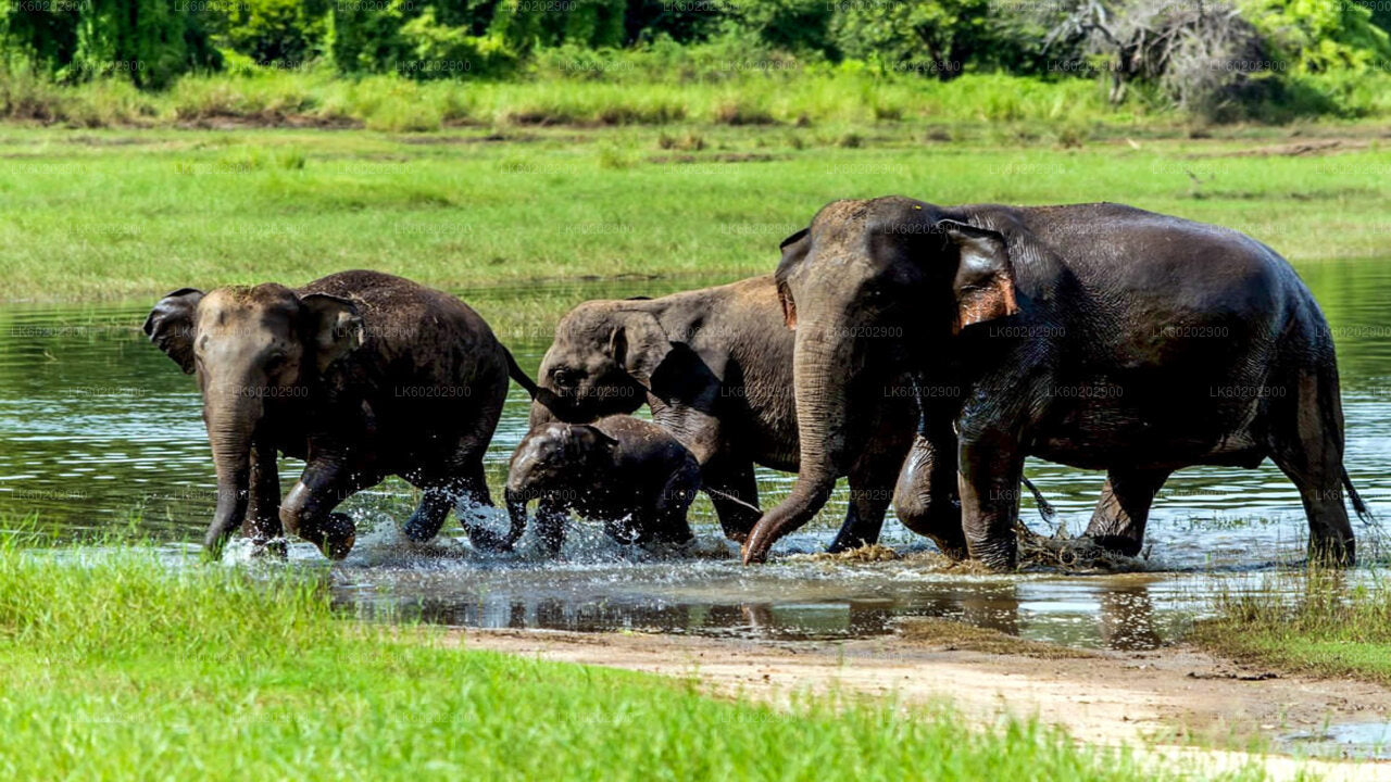 Wasgamuwa National Park Safari from Sigiriya