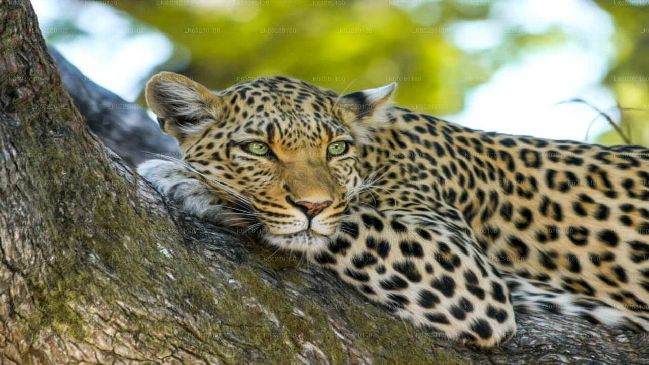 Yala National Park Safari from Hambantota