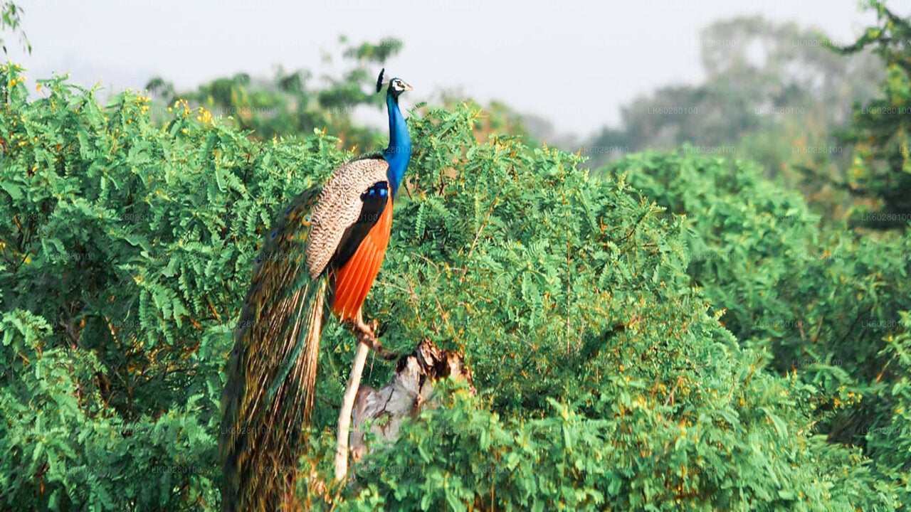 Yala National Park Safari from Hambantota