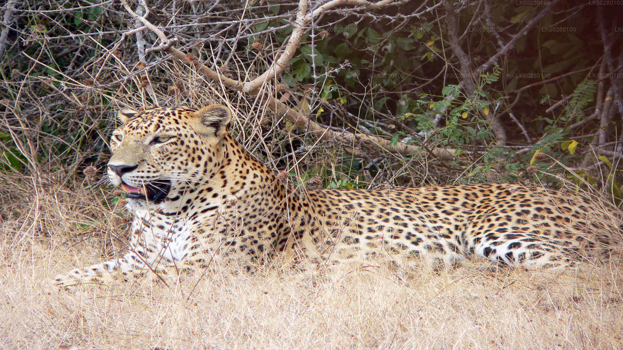 Yala National Park Safari from Hambantota