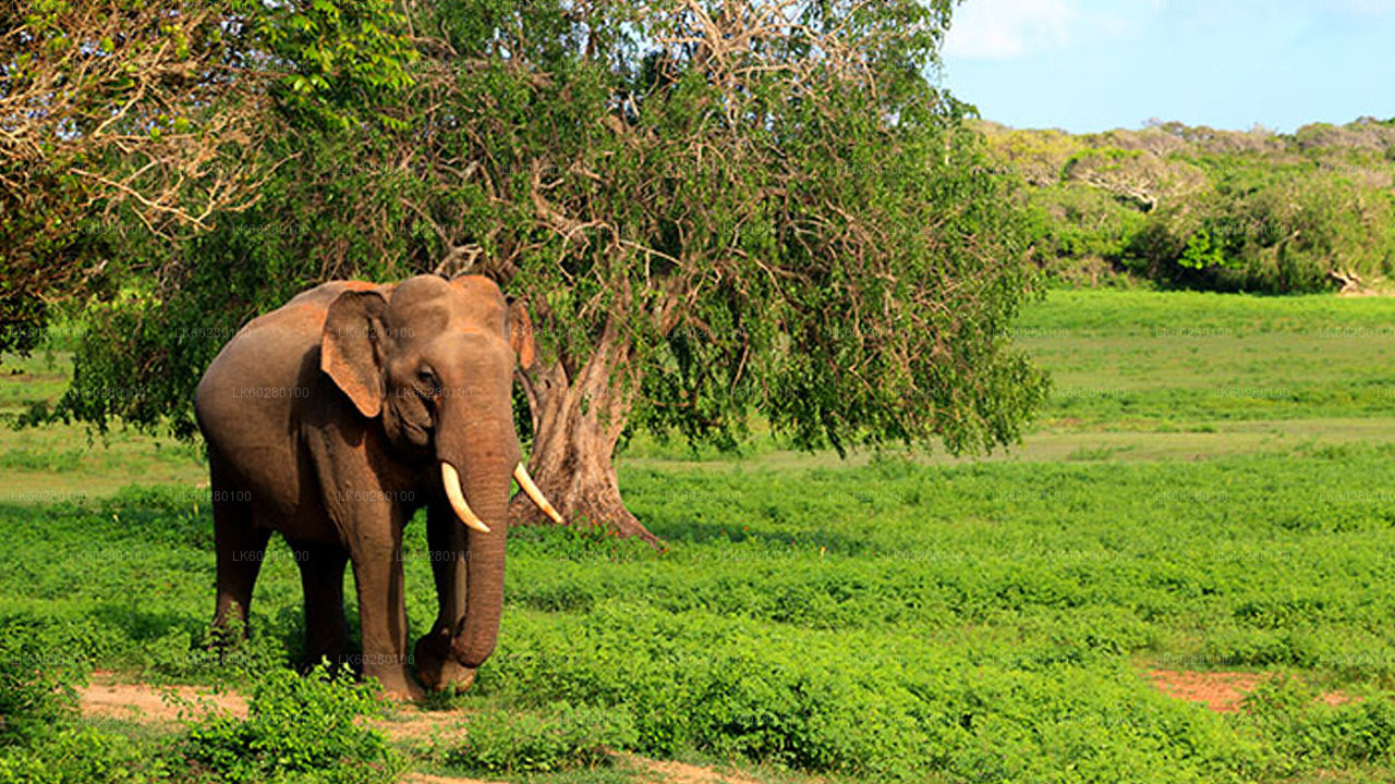 Yala National Park Safari from Hambantota