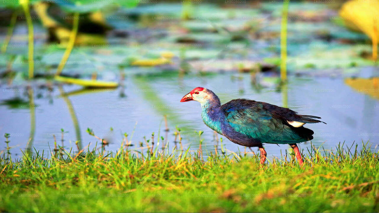 Bundala National Park Safari from Hambantota