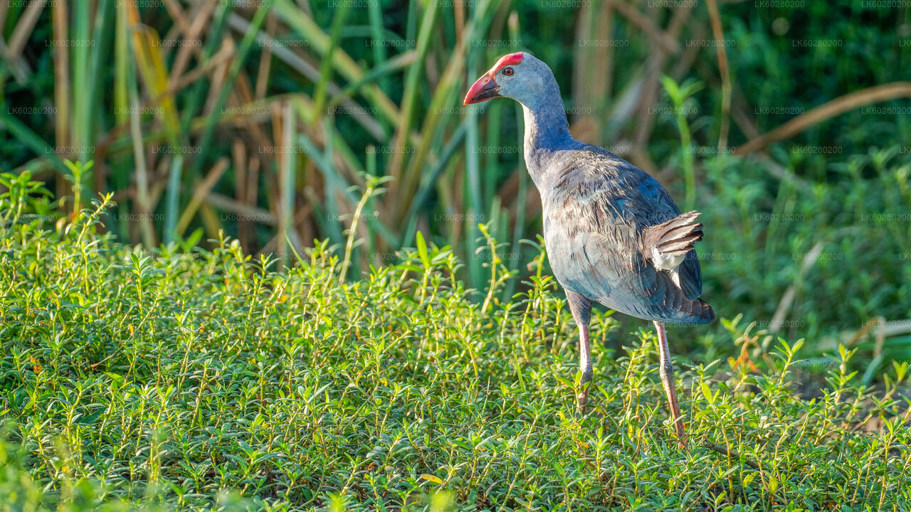 Bundala National Park Safari from Hambantota