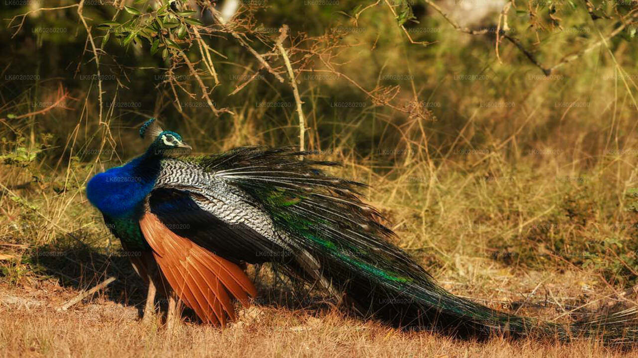 Bundala National Park Safari from Hambantota