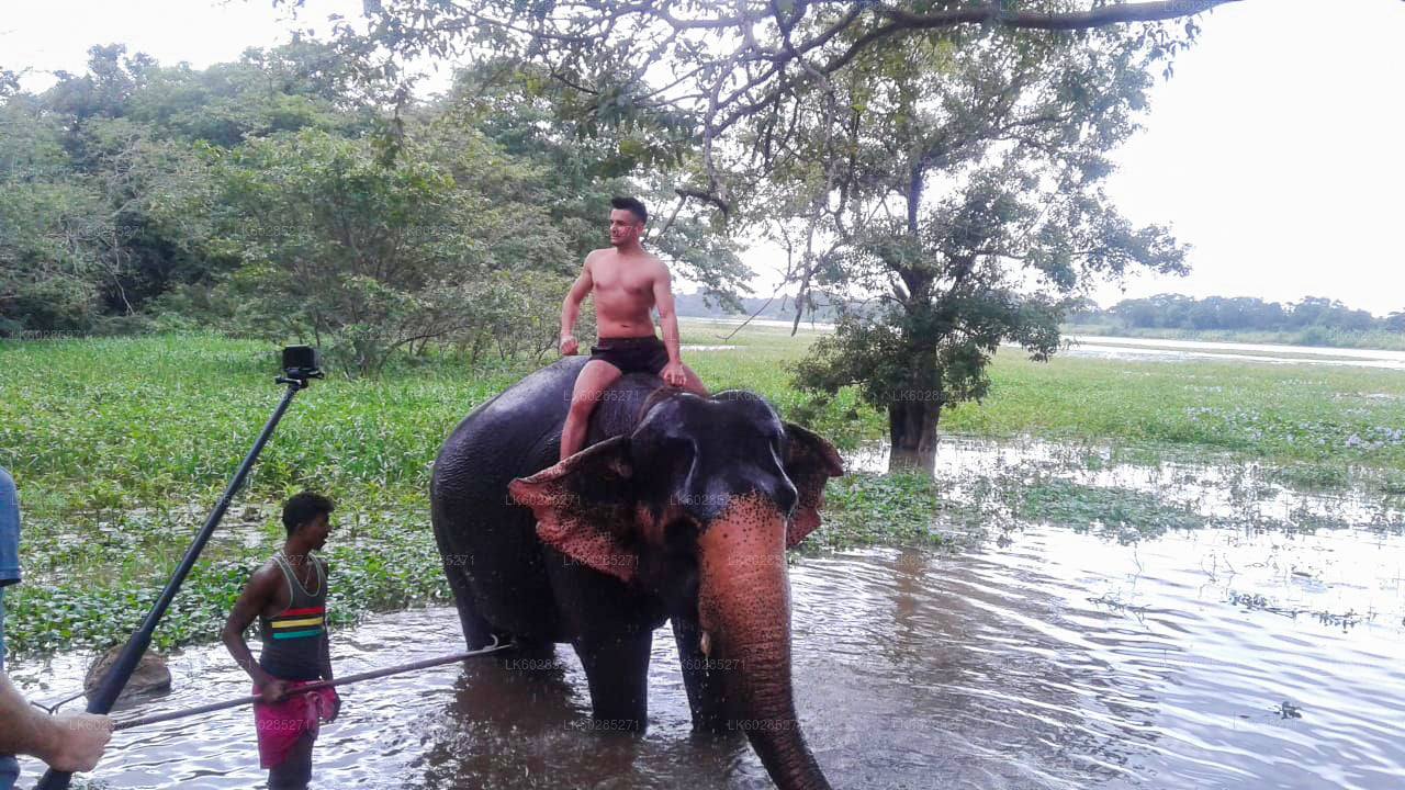 Elephant Back Safari from Habarana