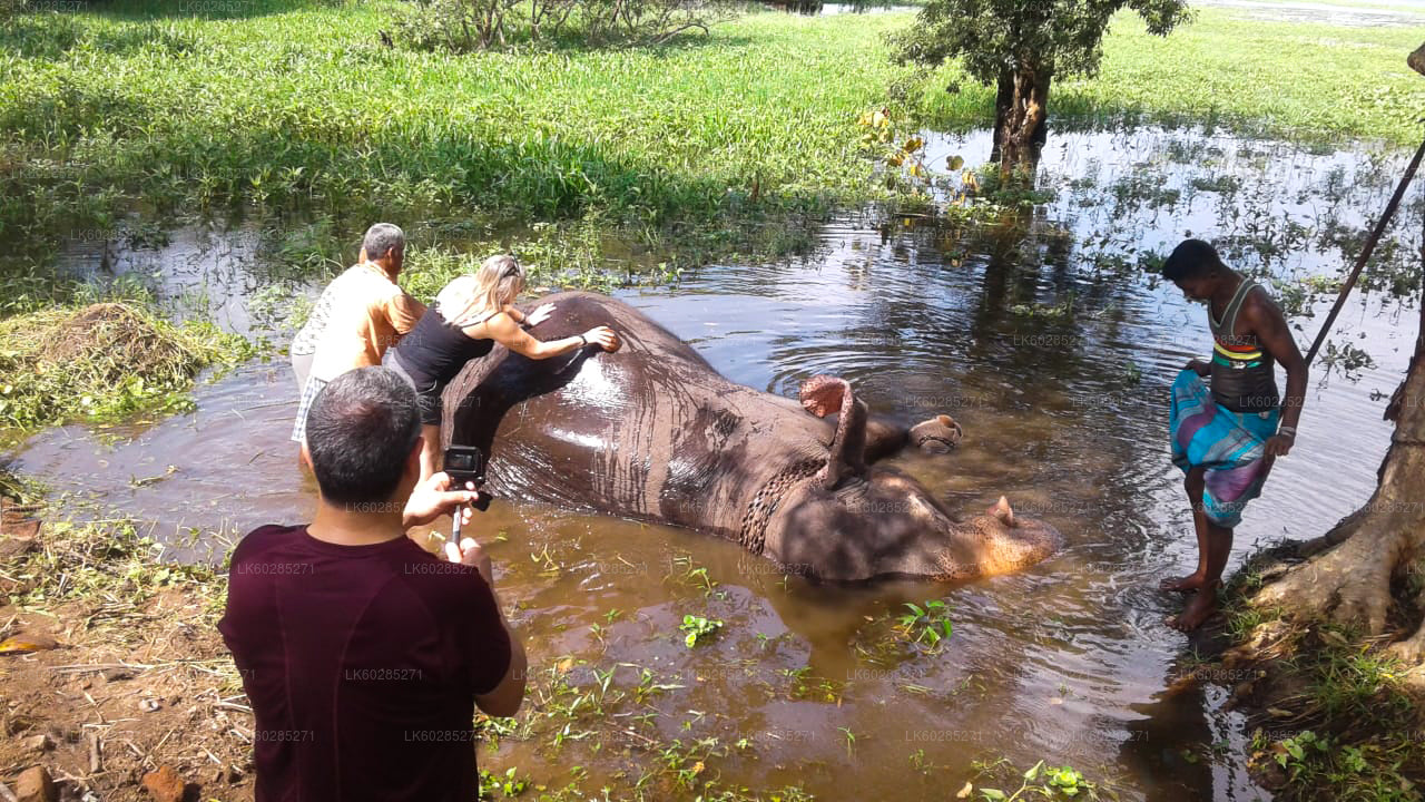 Elephant Back Safari from Habarana