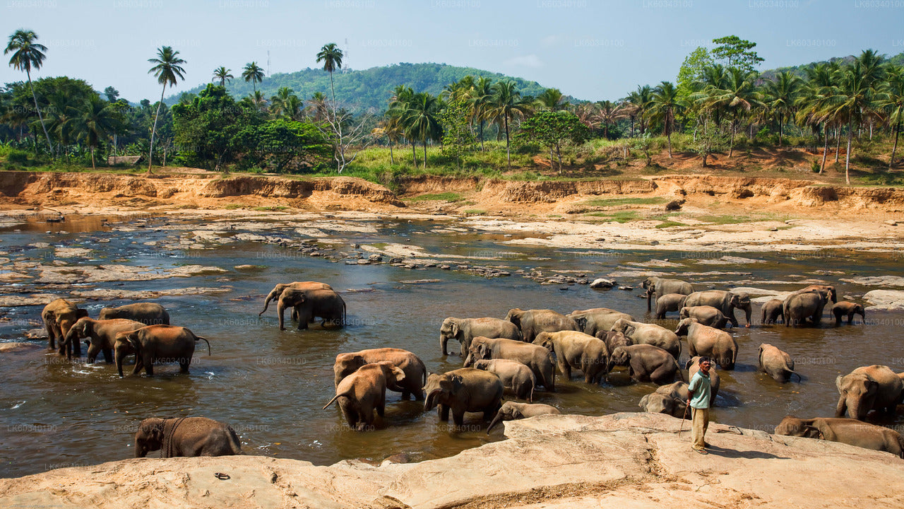 Pinnawala Elephant Orphanage from Panadura