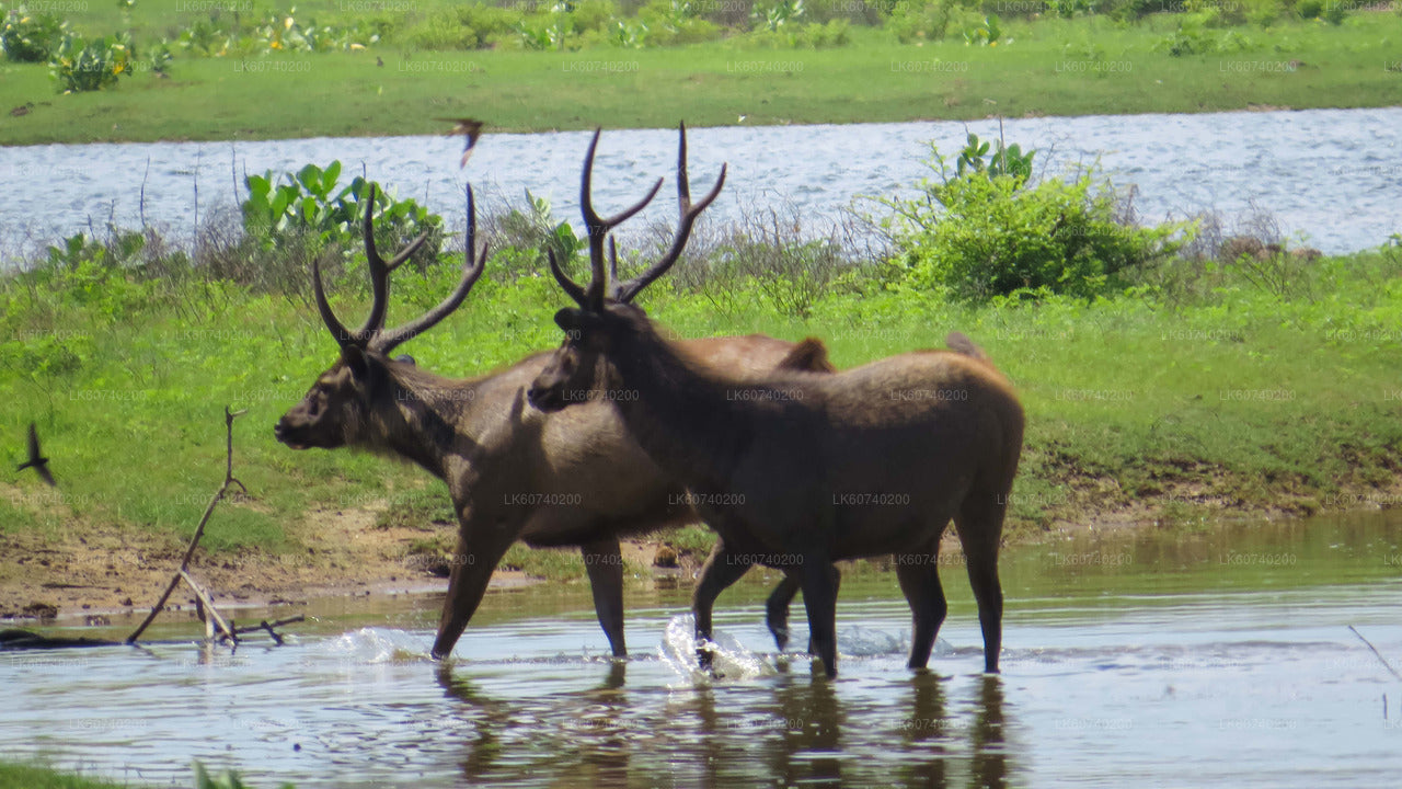 Yala National Park Safari from Ambalangoda