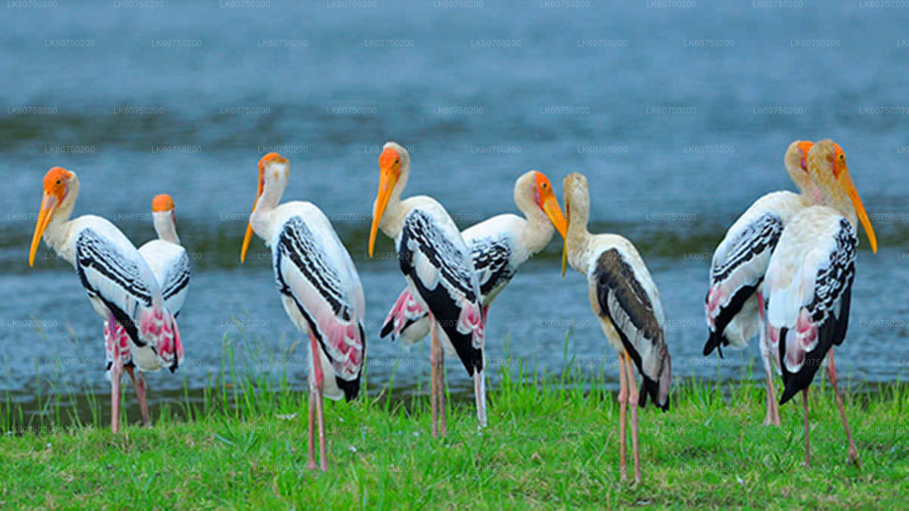 Bundala National Park Safari from Mattala