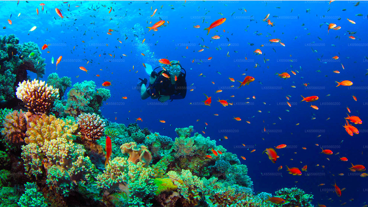 Diving in Mount Lavinia