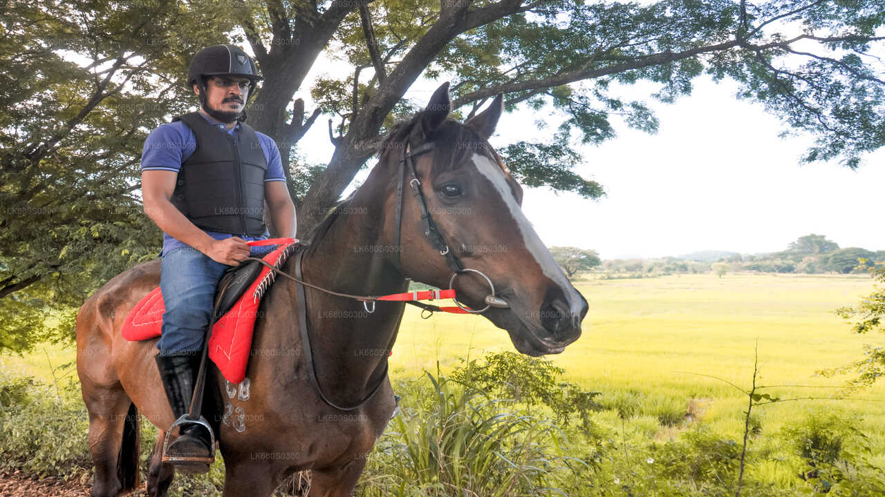 Horse Ride around a Village from Habarana