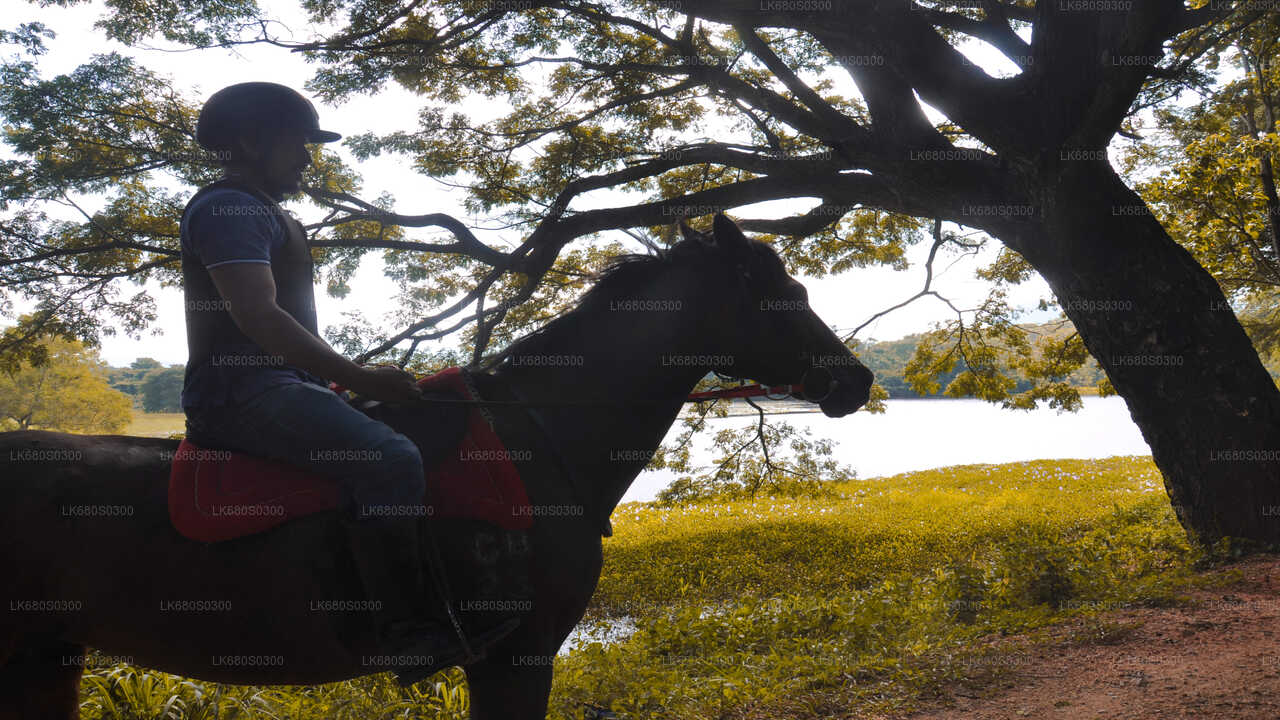 Horse Ride around a Village from Habarana