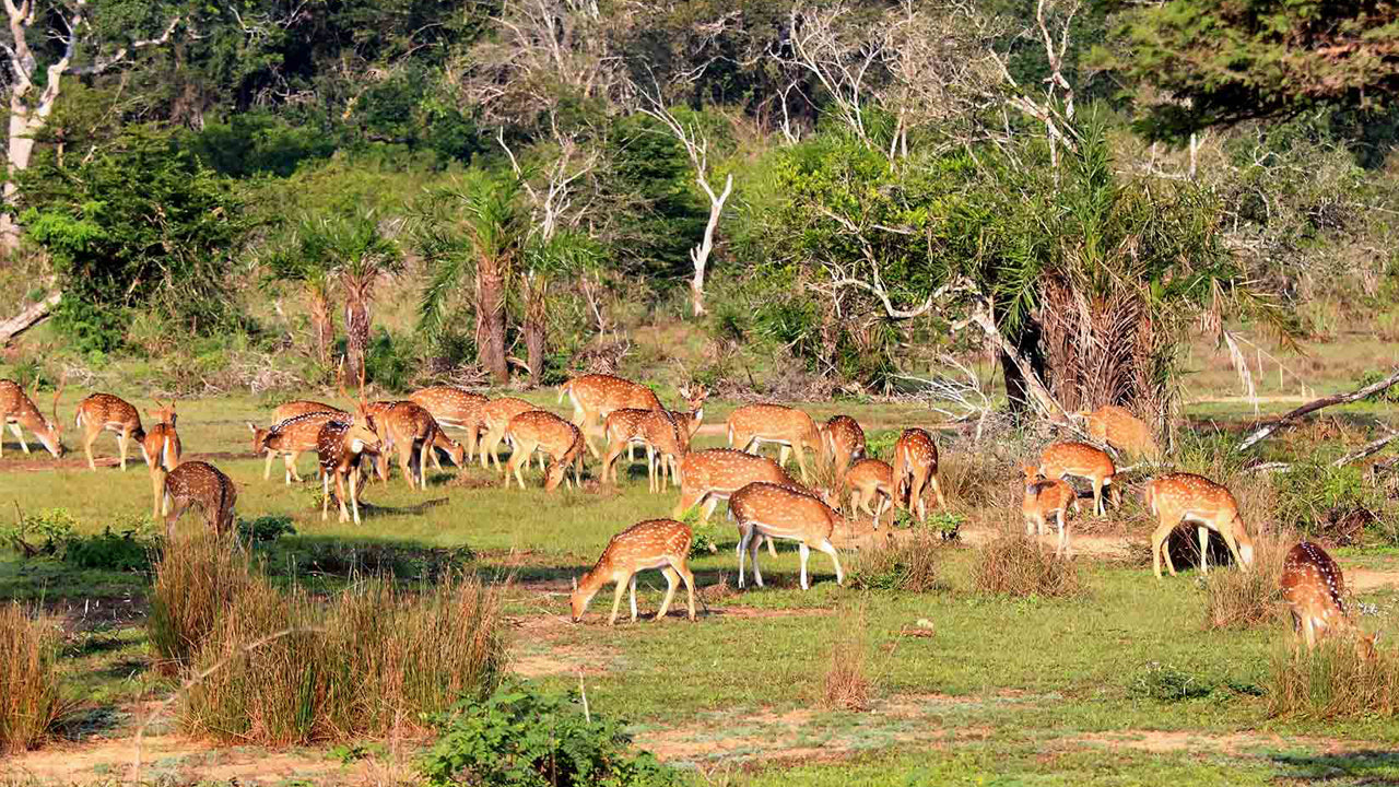 Wilpattu National Park Entrance Tickets