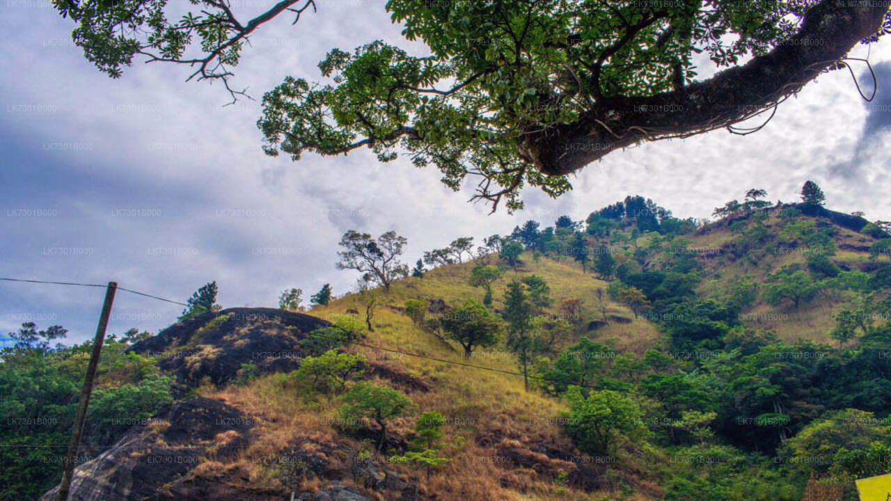 Camping at Wangedikanda and Hike to Bambarakanda Falls from Colombo