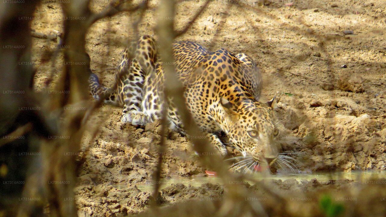 One Night Camping in Yala National Park