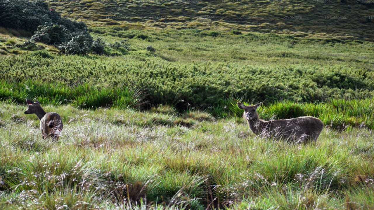 Horton Plains National Park from Ella