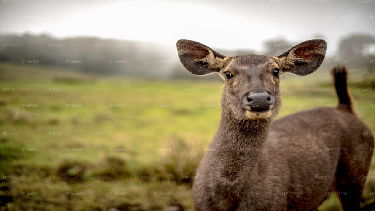 Horton Plains National Park from Ella