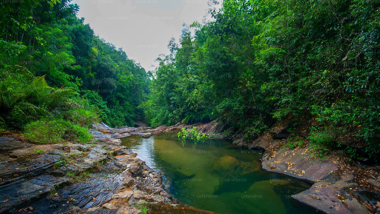 Rainforest Trekking from Kitulgala