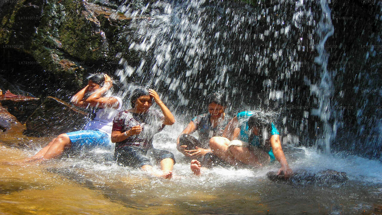 Rainforest Trekking from Kitulgala