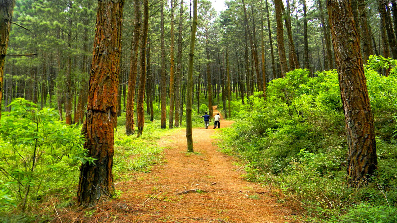 Hike to Peacock Hill from Kandy