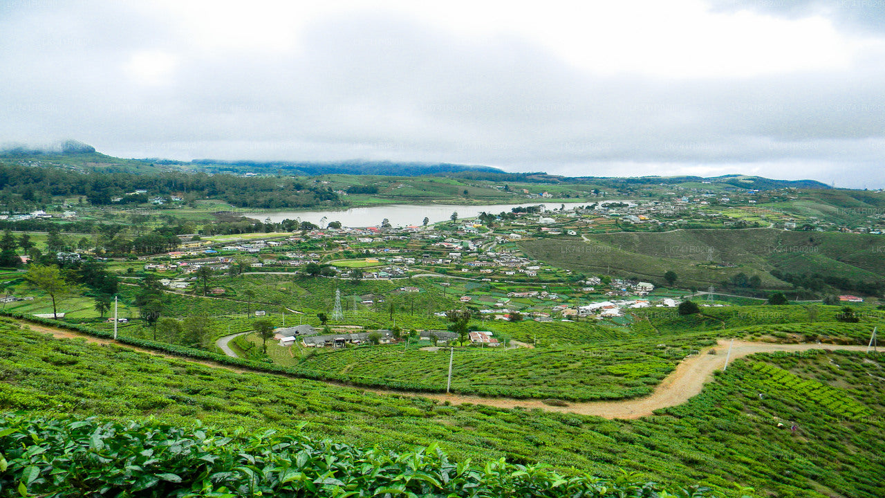 Single Tree Hill Hike from Nuwara Eliya