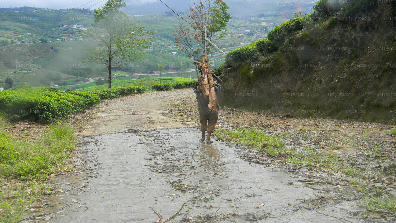 Single Tree Hill Hike from Nuwara Eliya