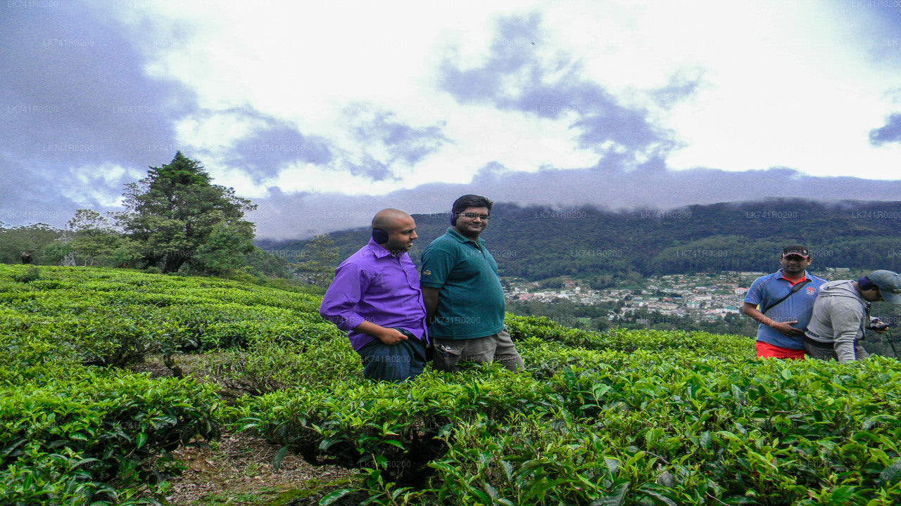 Single Tree Hill Hike from Nuwara Eliya