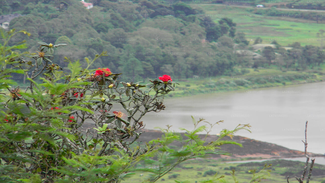 Single Tree Hill Hike from Nuwara Eliya