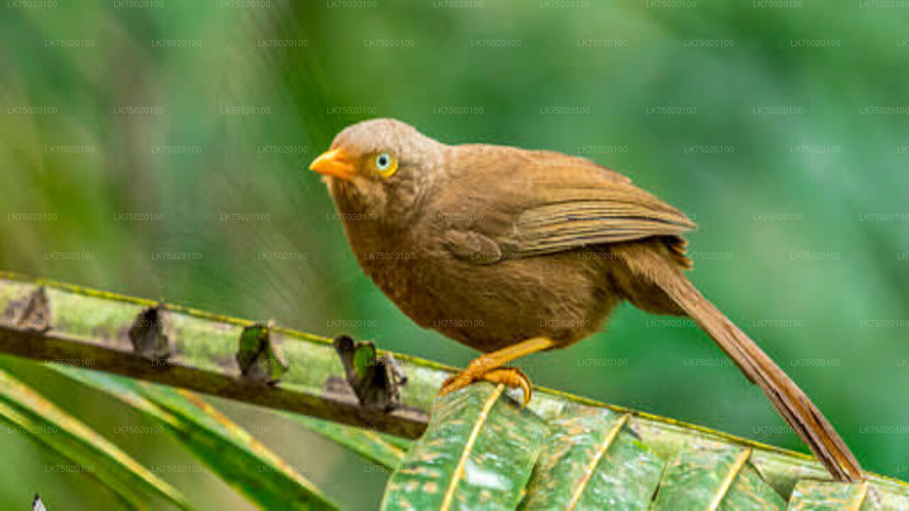 Birdwatching from Udawatta Kele Forest Reserve