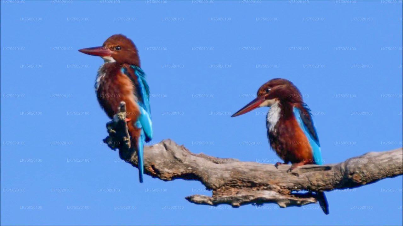 Birdwatching from Udawatta Kele Forest Reserve