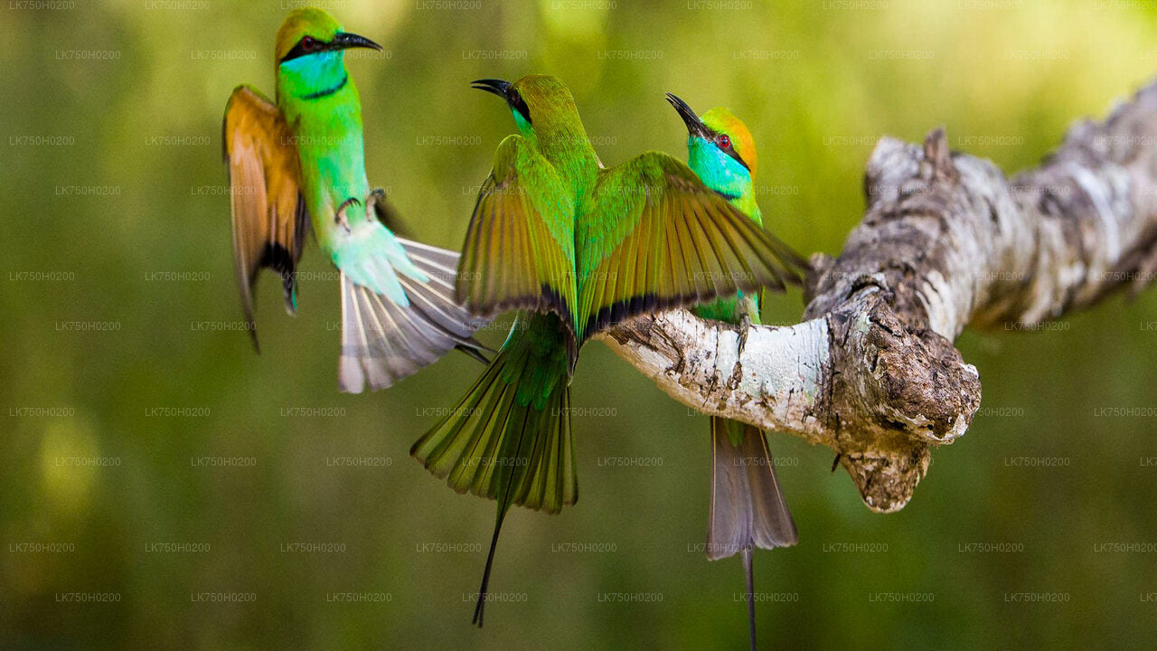 Birdwatching at Muthurajawela Marsh from Colombo