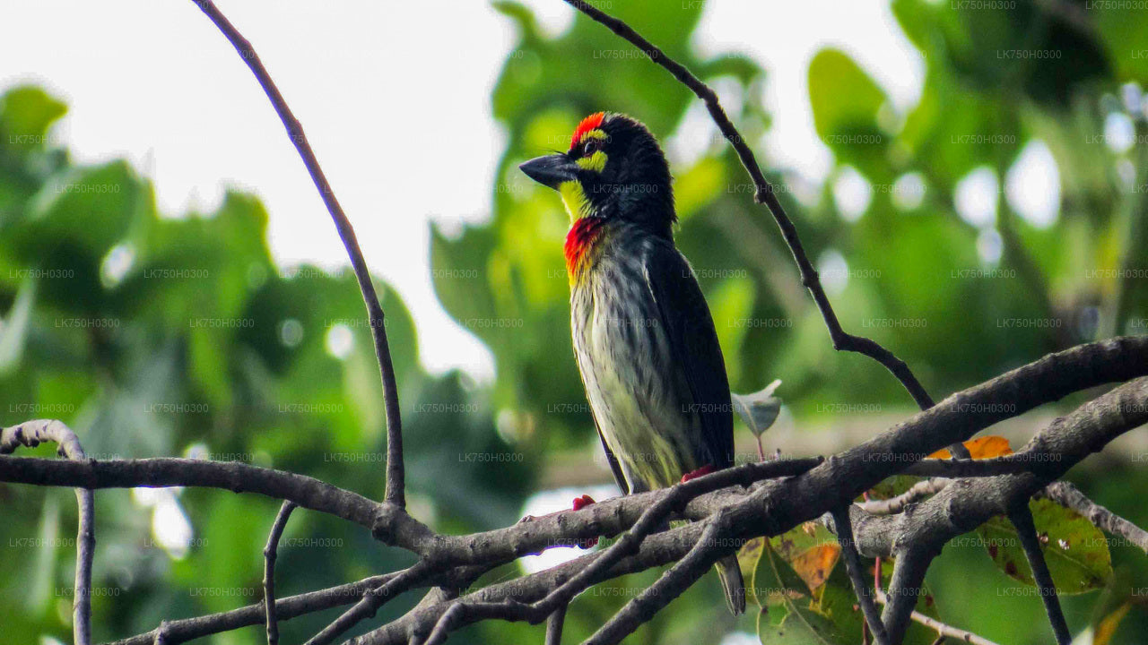 Birdwatching Forest Trek in Kitulgala from Colombo