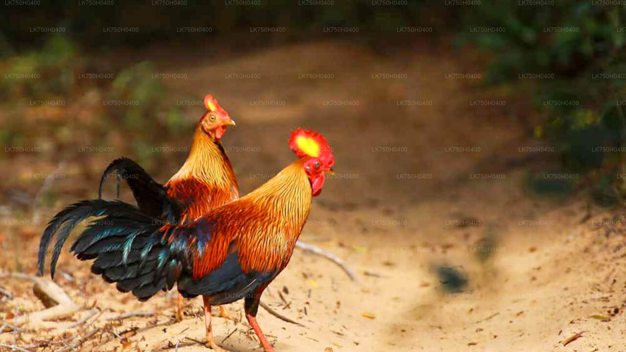 Birdwatching Trek in Sinharaja Rainforest from Colombo