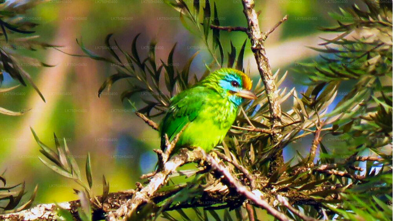 Birdwatching Trek in Sinharaja Rainforest from Colombo