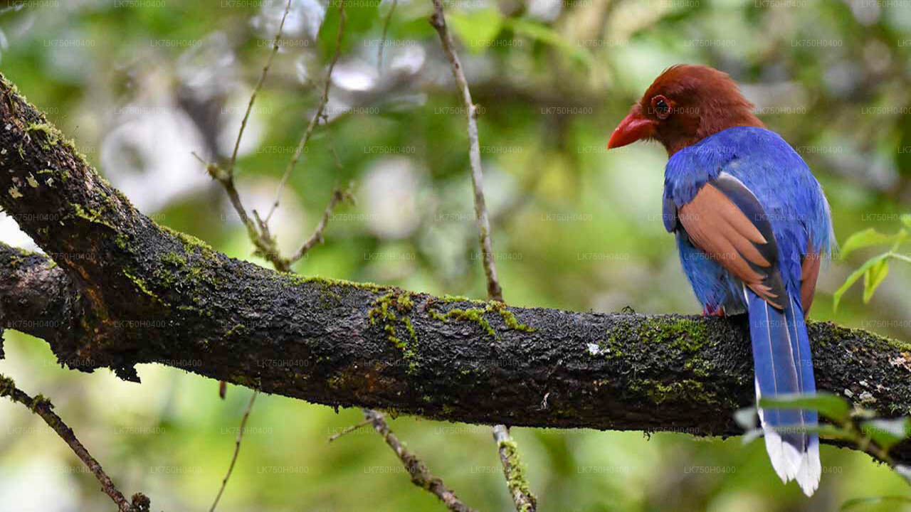 Birdwatching Trek in Sinharaja Rainforest from Colombo