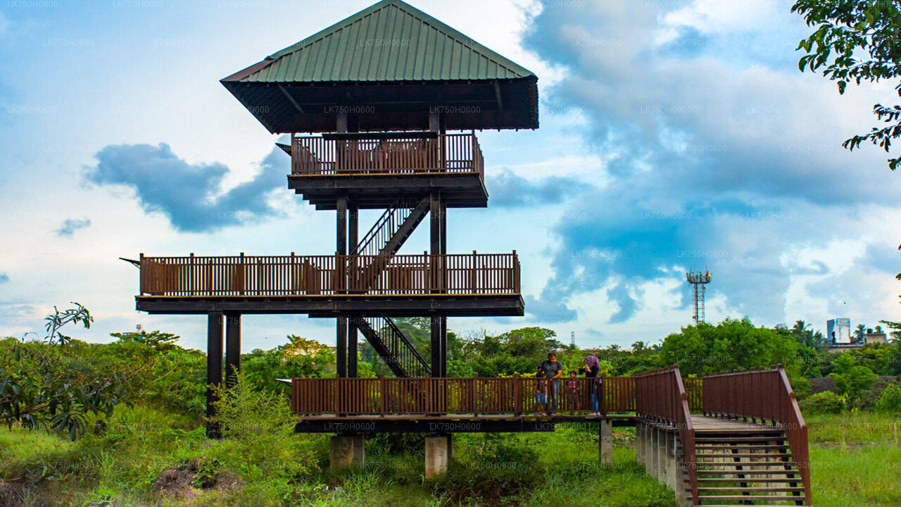 Birdwatching walk at Diyasaru Uyana in Mount Lavinia