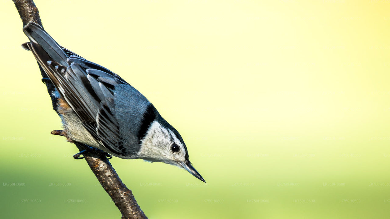 Birdwatching walk at Diyasaru Uyana in Mount Lavinia