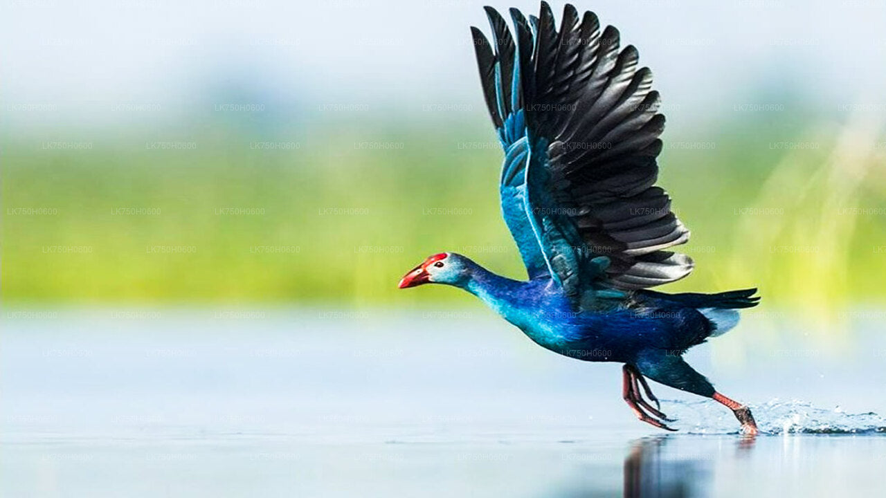 Birdwatching walk at Diyasaru Uyana in Mount Lavinia