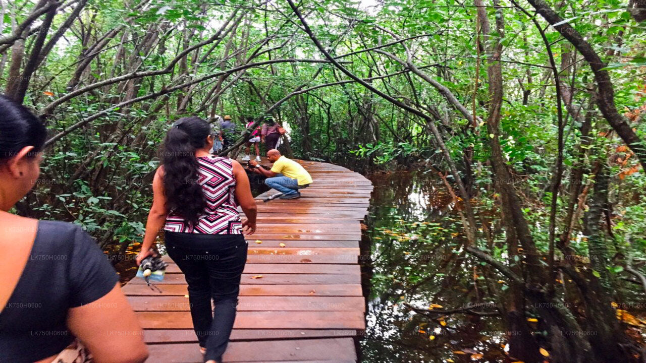 Birdwatching walk at Diyasaru Uyana in Mount Lavinia