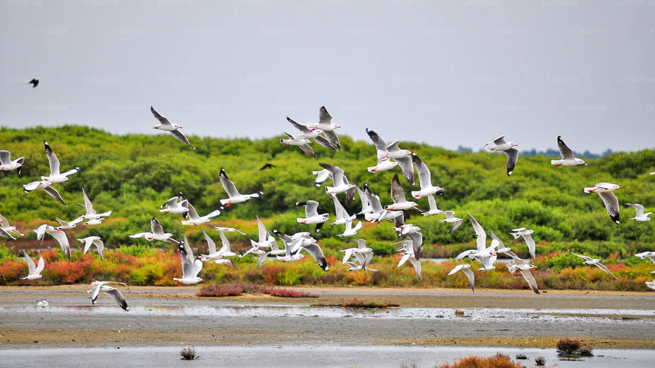 Birdwatching from Sigiriya