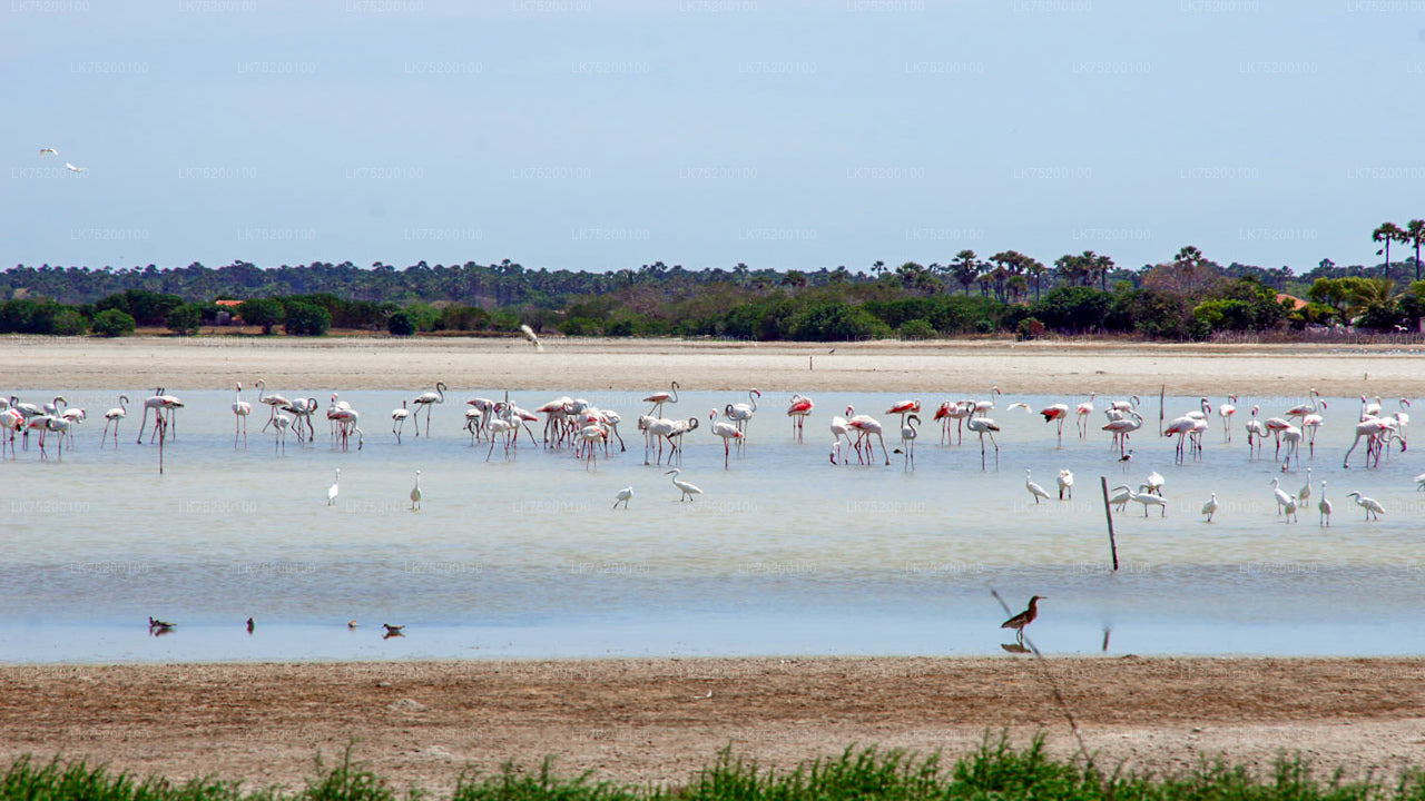 Birdwatching from Sigiriya