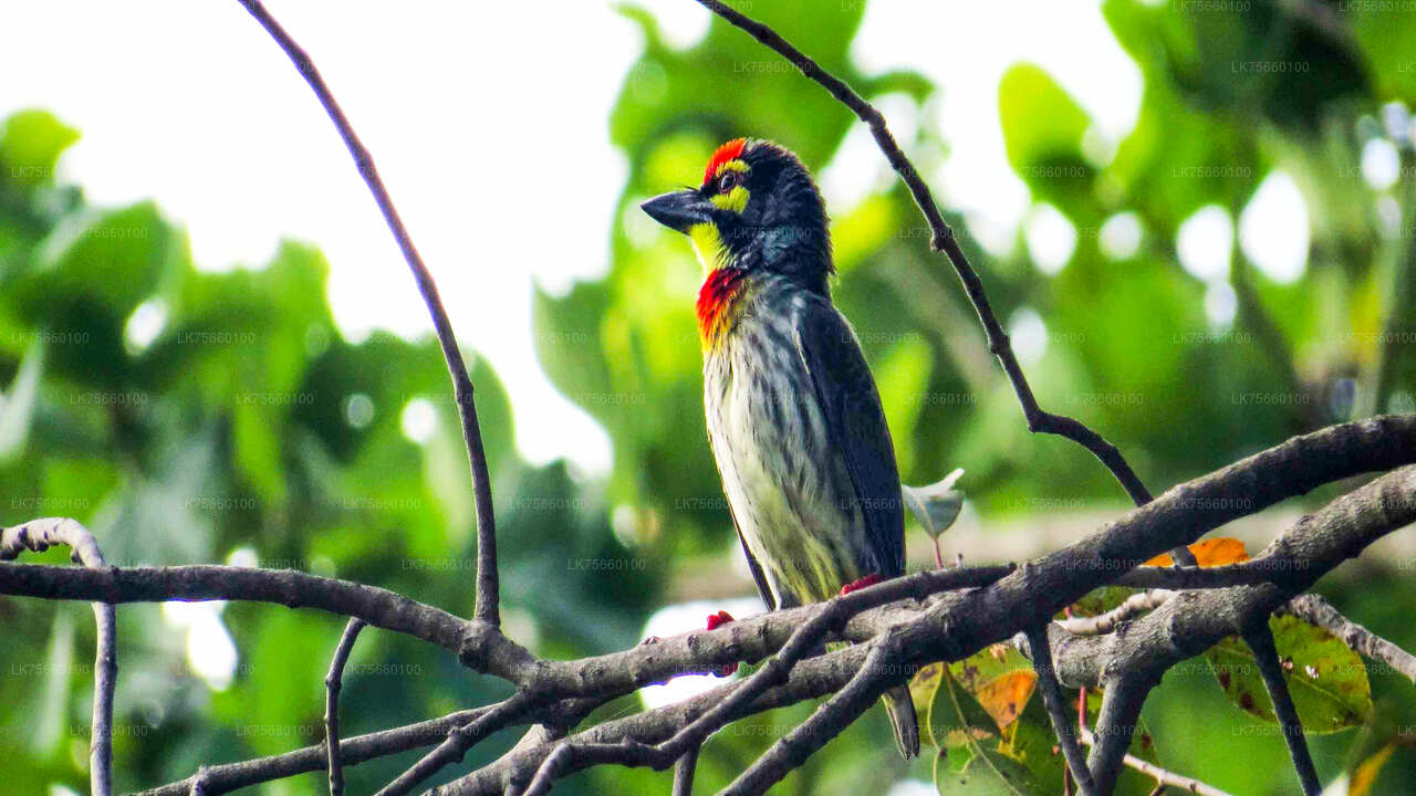 Birdwatching Walk in Thalangama Wetland from Colombo