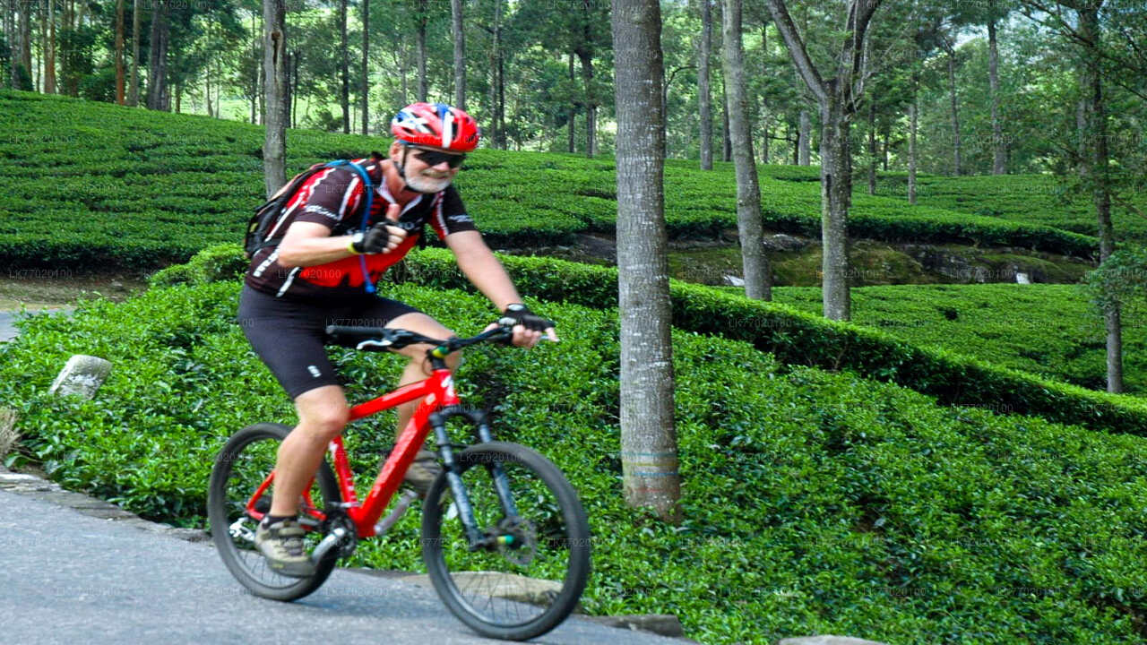 Tea Fields by Bicycle from Kandy