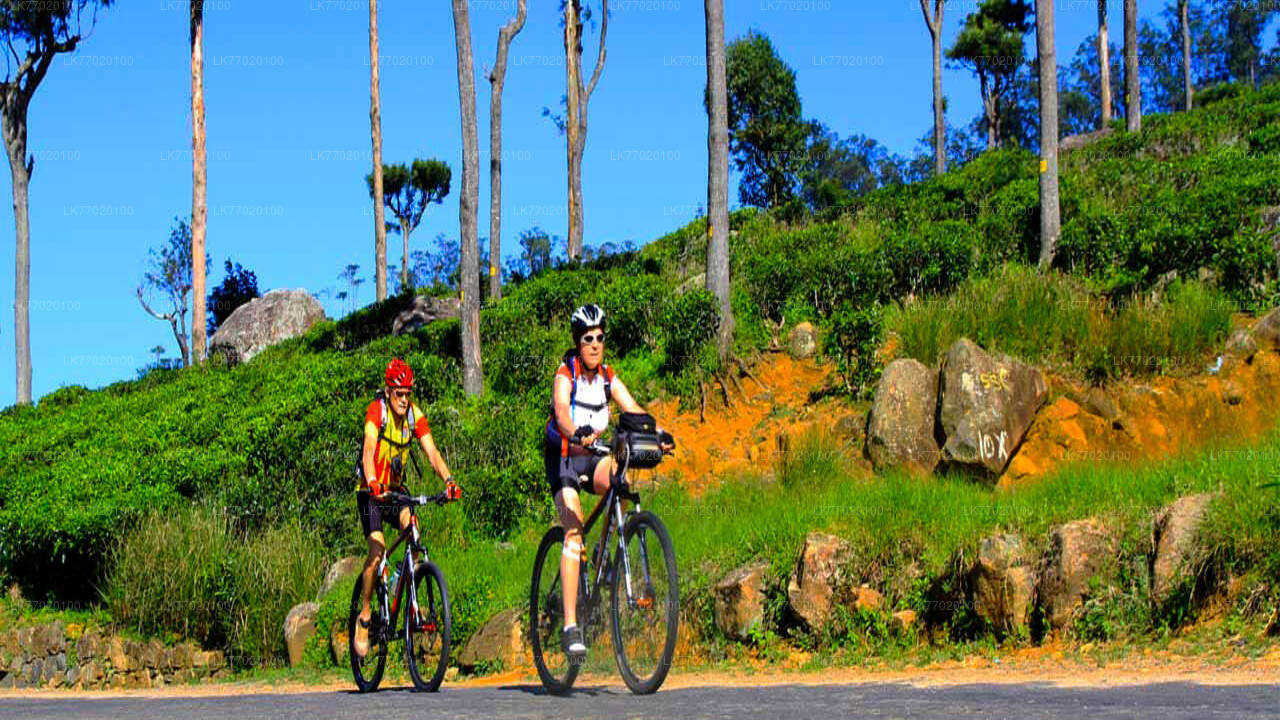 Tea Fields by Bicycle from Kandy