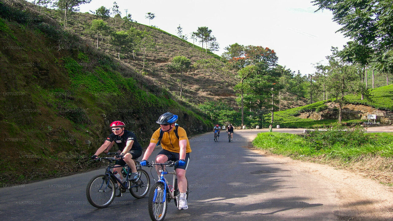 Tea Fields by Bicycle from Kandy