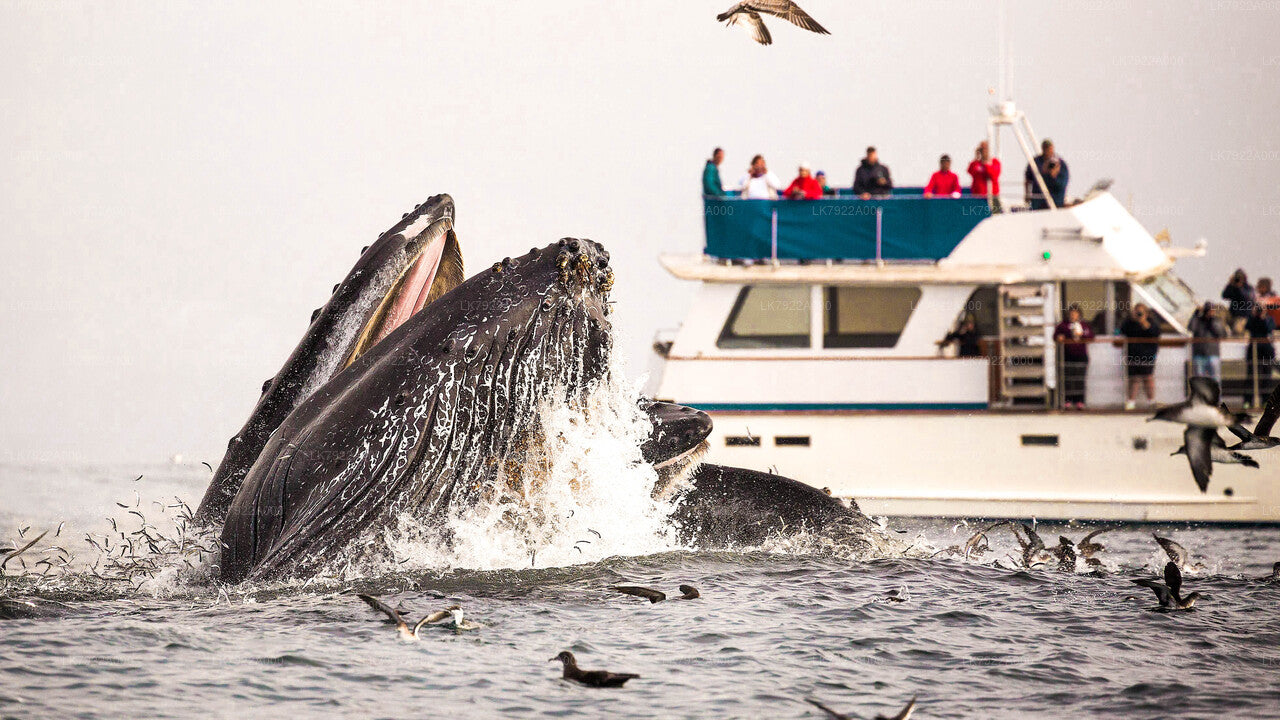 Whale Watching Yacht Tour from Trincomalee